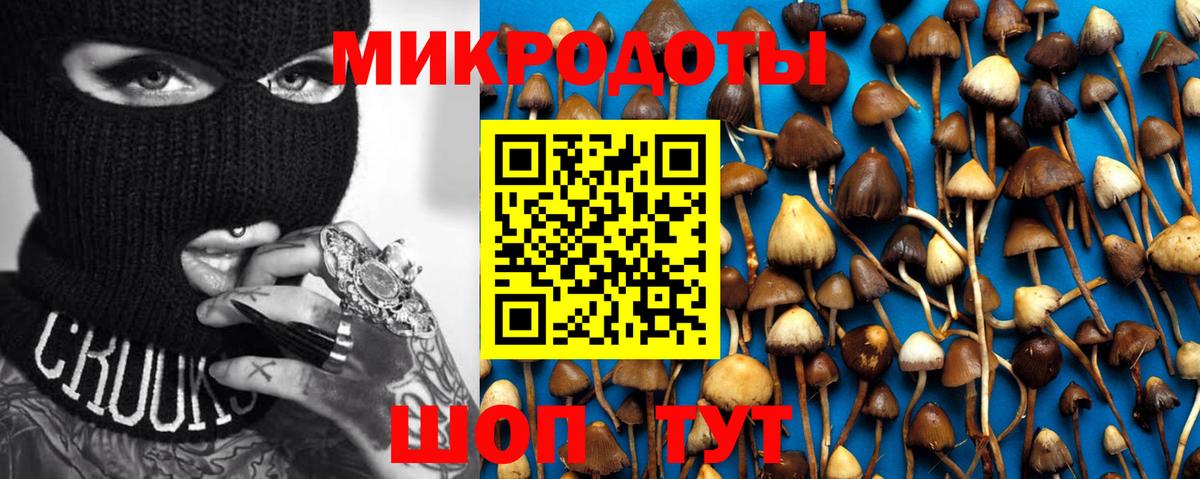 Псилоцибиновые грибы Psilocybe Орёл